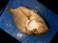 image of fish
