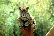image of jaguar_car