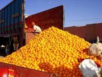 image of orange