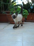 image of siamese #16