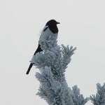 image of magpie