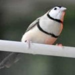 image of bird