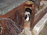 image of guinea_pig