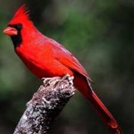 image of bird