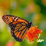 image of animal