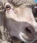 image of animal