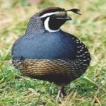 image of bird