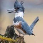 image of bird