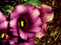 image of flower