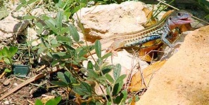 image of whiptail