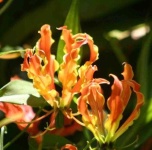 image of flower