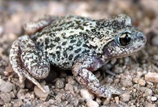 image of tailed_frog