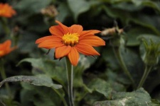 image of flower