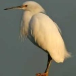 image of bird
