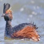 image of bird