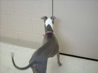 image of italian_greyhound