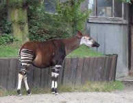 image of animal