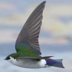 image of bird