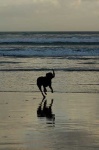 image of curly_coated_retriever