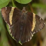 image of banded_butterfly #46