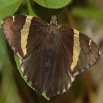 image of animal