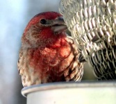 image of house_finch