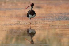 image of black_stork