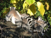 image of madagascar_cat #31