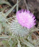 image of spear_thistle #29