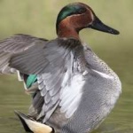 image of teal_duck #11