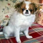image of animal