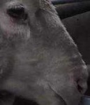 image of animal