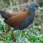 image of bird