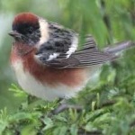 image of bird