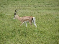 image of impala