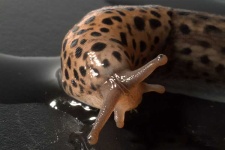 image of slug