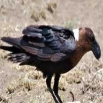 image of bird