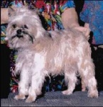 image of affenpinscher