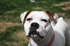 image of animal