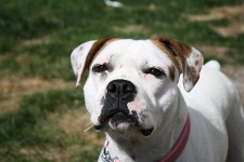 image of american_bulldog #14