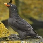 image of bird