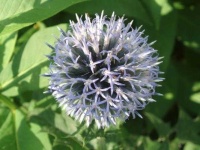 image of flower