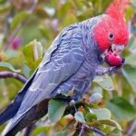 image of bird
