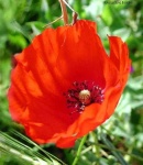 image of flower