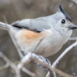 image of bird