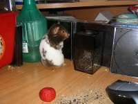 image of hamster