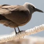 image of bird