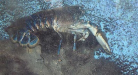 image of american_lobster #32