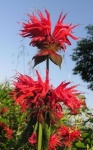 image of flower