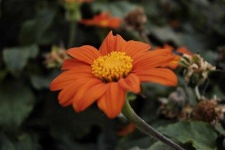 image of flower